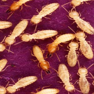 Photos by Pest Control Pros #1