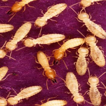 Photos by Pest Control Pros #1