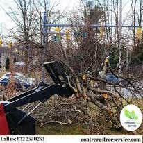Photos by Contreras Tree Services #1