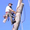 Chris Young Tree Service logo