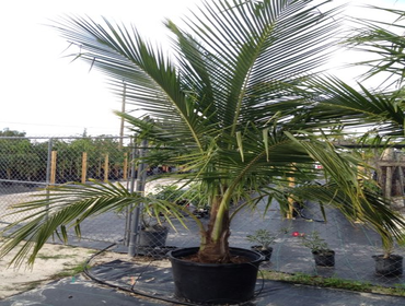 Photos by B&c Fruit Trees & Landscape LLC #1