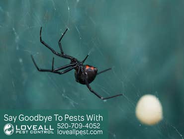 Termite-Pest Control Termite-Pest Control Service