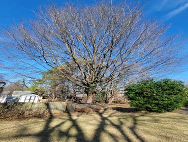 Photos by Hernandez Tree Services #25