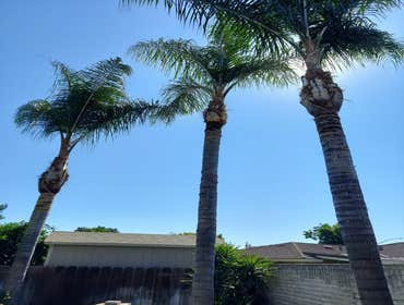 Photos by Discovery Tree Care, Inc #10