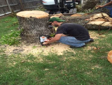 Photos from South Texas Tree of Life Tree S.Tx Tree of Life Tree Service