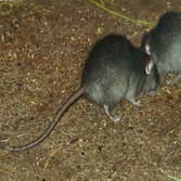 Photos by Pest Control Solutions #1