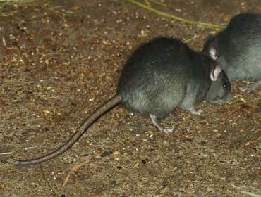 Photos by Pest Control Solutions #1