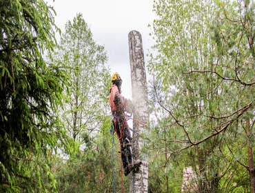 Photos by Lumberjack Tree Care #1