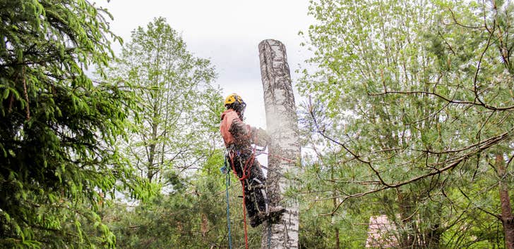 Photos by Lumberjack Tree Care #1
