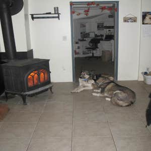 Our dogs testing out our work