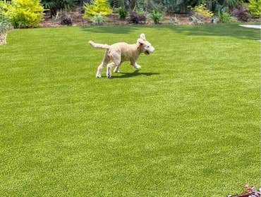 Photos by Goodyear Greens Artificial Turf #1