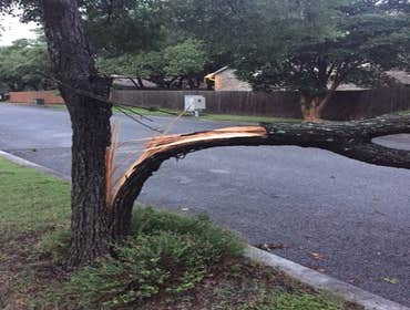 Photos from South Texas Tree of Life Tree S.Tx Tree of Life Tree Service