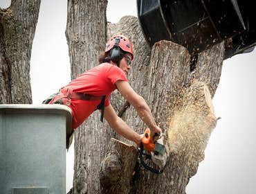 Photos by Home of the Masters Golf Tree Service #2