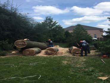 Photo(s) from Bonilla Tree Service Inc