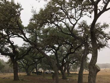 Photos by D.A. Martinez Tree Service #1