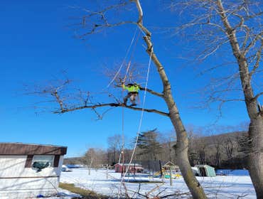 Photos by Hernandez Tree Services #5