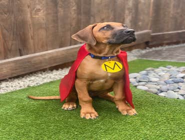 Our Mighty Dog!