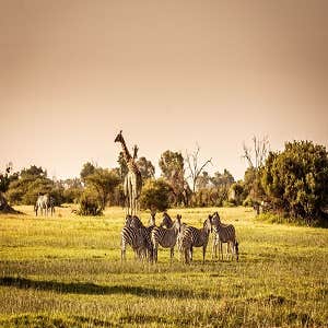 Screw Capital Wildlife Experts