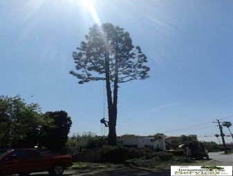 OCHOA TREE SERVICE Project 1