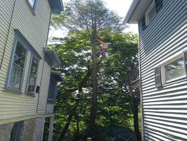 Photo(s) from Freeman The Treeman