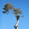 Cut It Right Tree Service logo