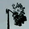 Reyes Tree Service LLC logo