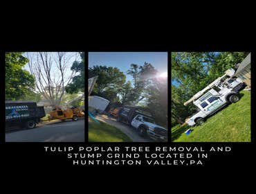 Photos by Guacamaya Tree Service & Lawncare Inc #8