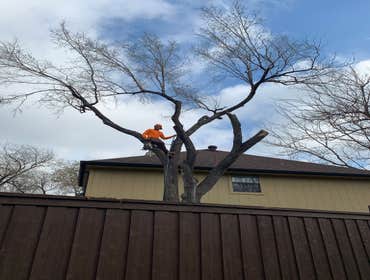 Photos by K-perez Tree Services #1