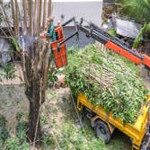 Bayside Tree Removal Service
