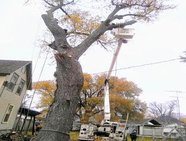 Photos by Alvarez Tree Expert- Tree Service- Tree Removal- (630) 201-8389 #1