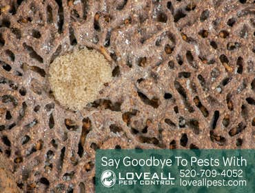 Termite-Pest Control Service