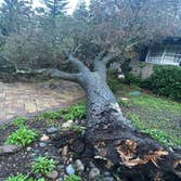 Cavara Tree Service Inc