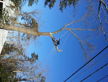 tree service projects