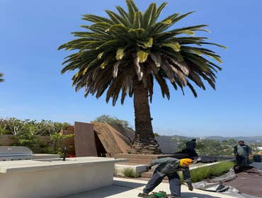 Photos by California Green Tree Care #1