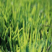 Baldwin Turf Solutions