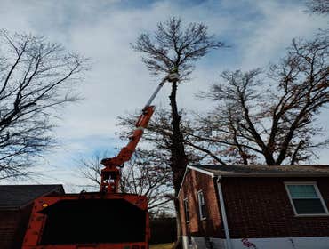Photos by El Tule Tree Services LLC #25