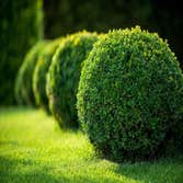 Photos by Ocote Landscaping #1
