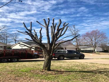 Photos by Dylan Tree Services LLC #1
