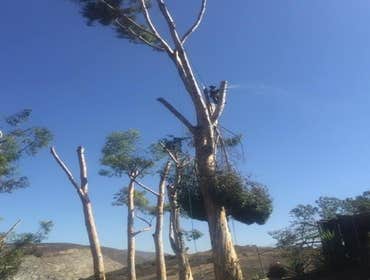 Photos by Estates Tree Service #1