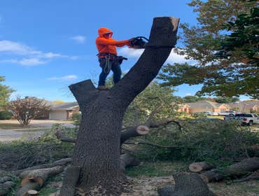 Photos by K-perez Tree Services #1
