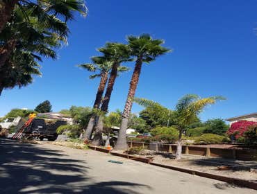 Photos by Moreno Tree Service #1