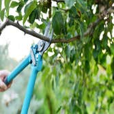 Master of Tree Care Services Inc