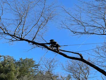 Photos by Yandi's Tree Service #9