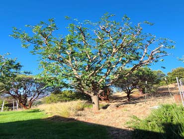 Photos by Navarro Tree Service Inc #4