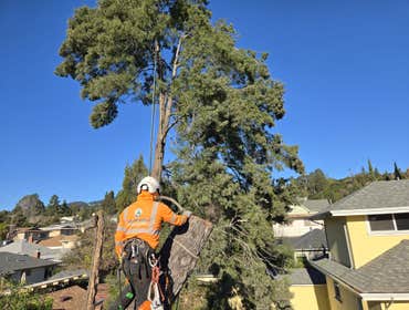Photos by Pro M Tree Service #73