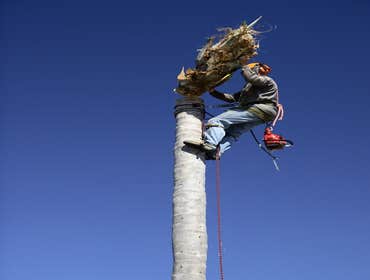 Photos by El Dorado Hills Tree Service #1