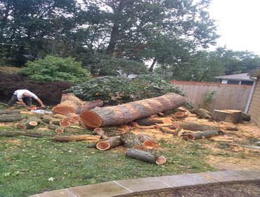 Photos by Alvarez Tree Expert- Tree Service- Tree Removal- (630) 201-8389 #1