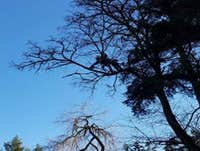 Photos by Elite Tree Care #1