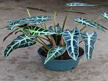 Photos by Bath Garden Center #1