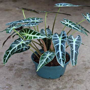 Photos by Bath Garden Center #1